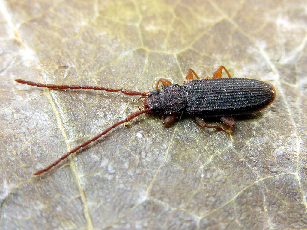 Silvanidae: Uleiota planata